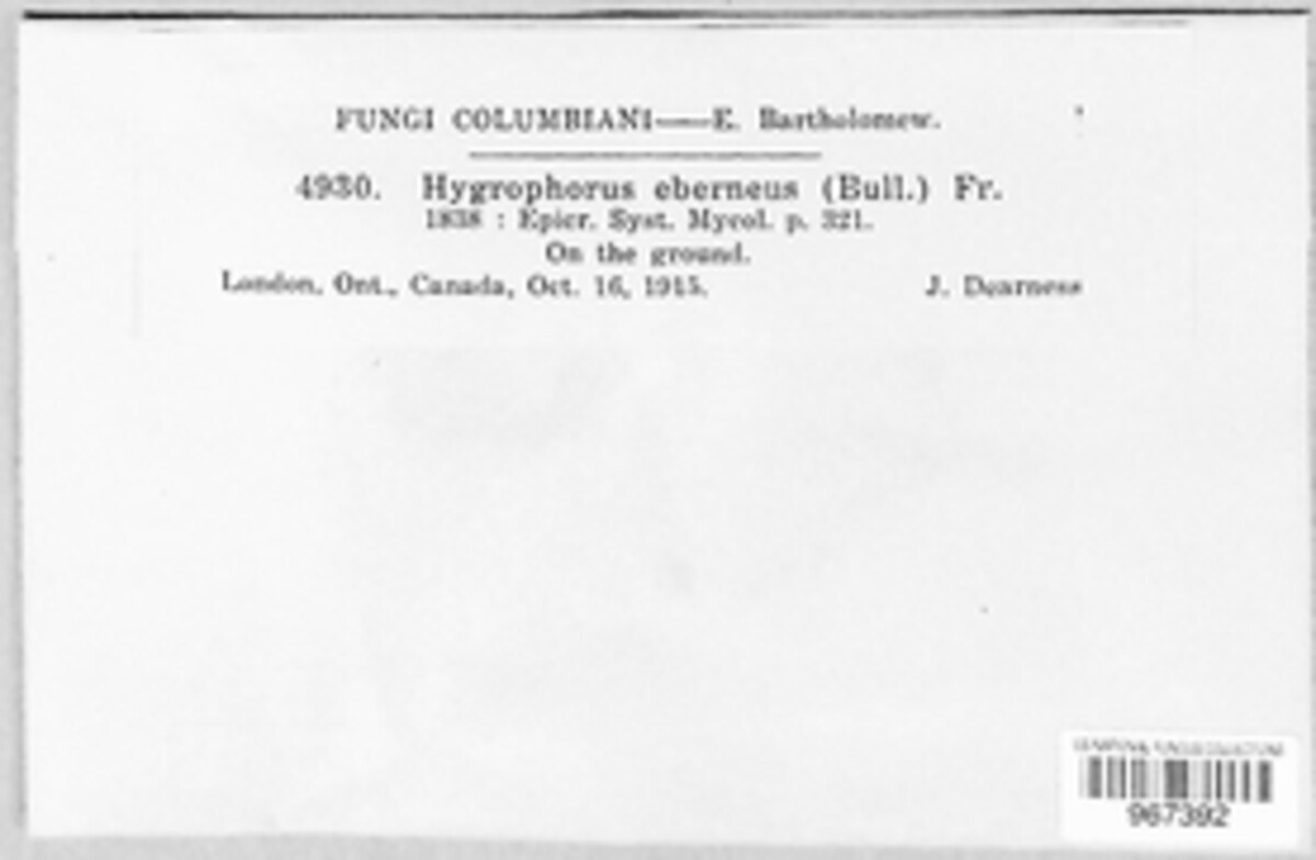 Hygrophorus eburneus image